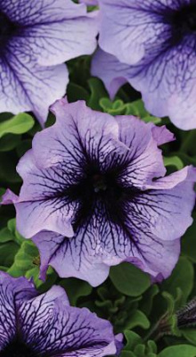 цПетуния Северное сияние крупн.-цв гибр 10шт