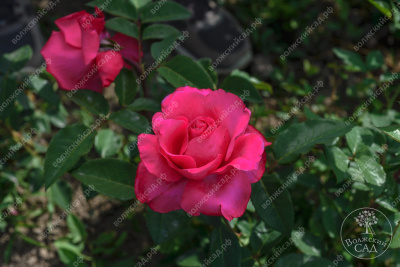 Роза Бабкина (ч.-гибрид, цикламен)