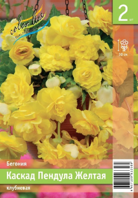 Бегония ЭКОНОМ-СЕРИЯ КАСКАД ПЕНДУЛА ЖЕЛТАЯ (2/30)