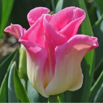 Тюльпан Краун Оф Династи (7 шт)