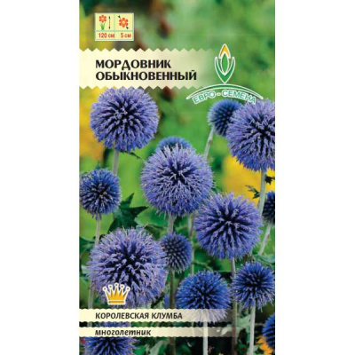 цМордовник Обыкновенный