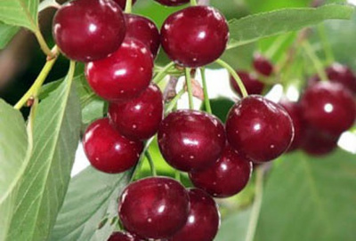 Вишня Орлица