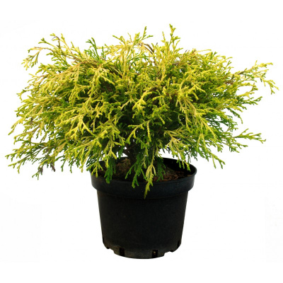 Кипарисовик горохоплодный Филифера Аурея Р9