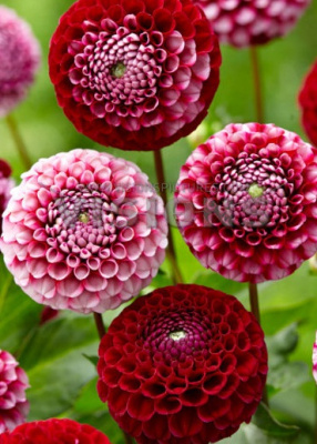 Георгин Шик А Ди Юс (1 шт)