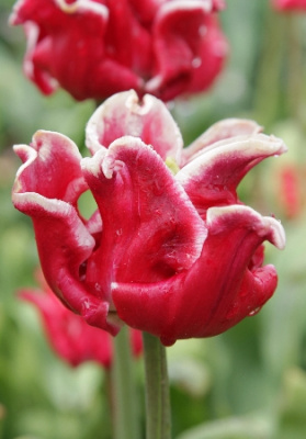 Тюльпан Элегант Краун (7 шт)