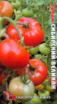 Томат Сибирский великан