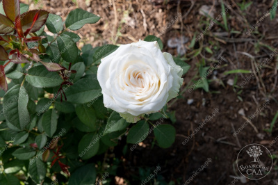 Роза Айсленд (ч.-гибрид, белый)
