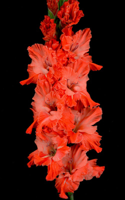 Гладиолус Усатый-полосатый (5 шт)