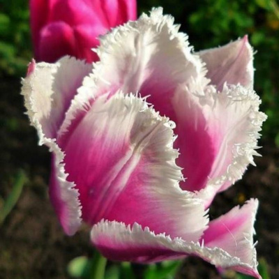 Тюльпан Сиеста (7 шт)