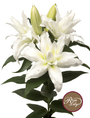 Лилия Роселили Леона (5 шт)