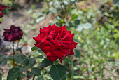 Роза Аллигатор  (ч-гибрид.,красн)