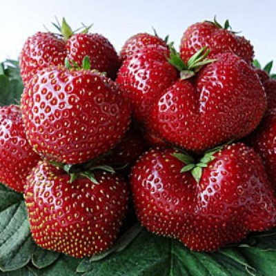 Земляника Элиани ранняя (40 шт)