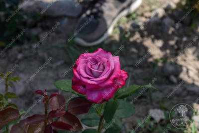 Роза Дип перпл (ч.-гибрид, розов)