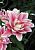 Лилия Roselily Наталия (5 шт)