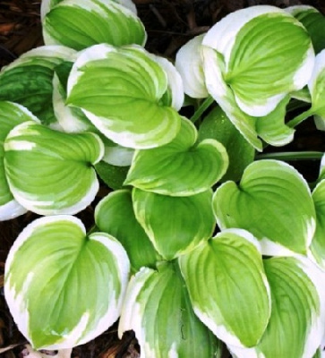 Хоста Свит Инносент (1) Хоста Свит Инносент (1)