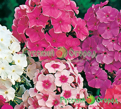 Флокс Летний хоровод, смесь (5)