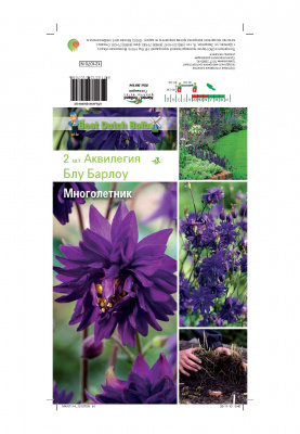 Аквилегия Блу Барлоу, махр. (2шт)