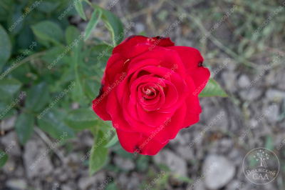 Роза Френдшип (ч.-гибрид, краснс желт)