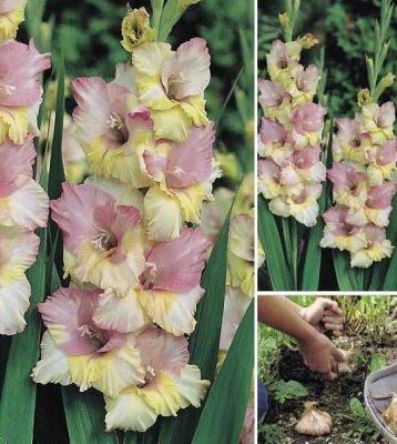 Гладиолус Мон Амур (10 шт)