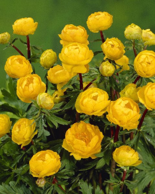 Купальница Оранж Принцесс (1 шт)