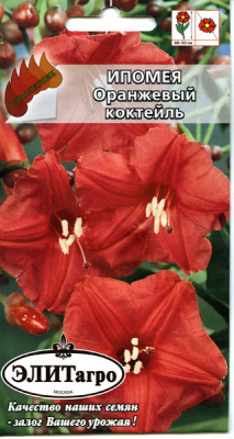 цИпомея Оранжевый коктейль