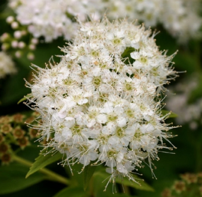 Спирея Альбифлора