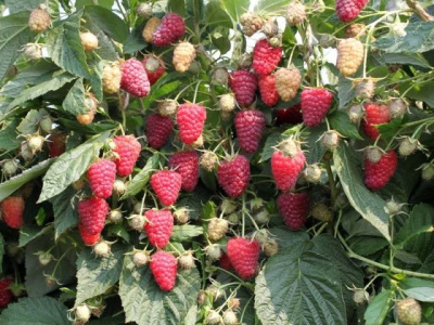 Малина Полана 20шт