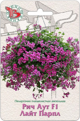 Пеларгония Рич Аут Лайт Парпл ампельная 5шт