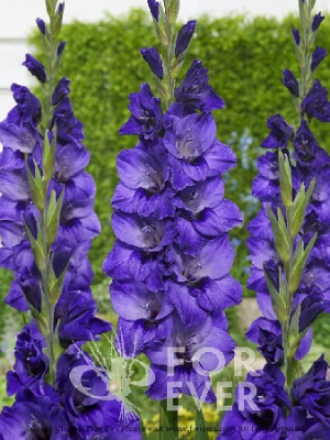 Гладиолус Куки (10 шт)