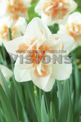 Нарцисс Дельнашо (10 шт)