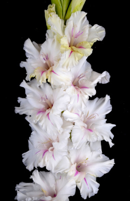 Гладиолус Романтик (5 шт)