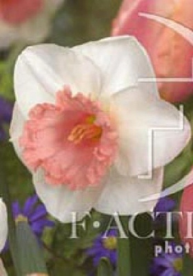 Нарцисс Шарм! (3 шт)