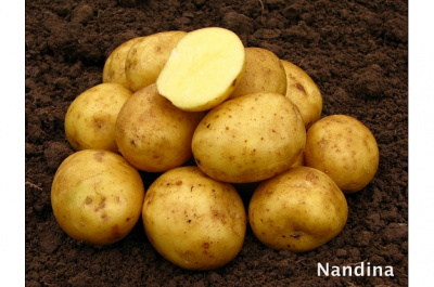 Картофель Нандина (1 кг)