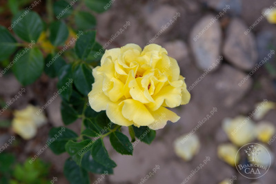 Роза Казино (плет, желтая)