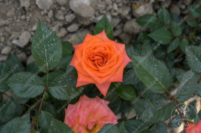 Роза Эмильен Гийо (шраб оранж.)