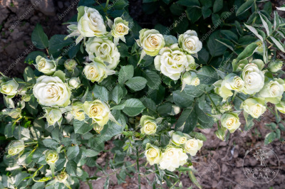 Роза Грин фэшн (ч.-гибрид, зелен.)