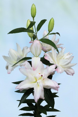 Лилия СНОУБОРД 16/18 (3 шт)