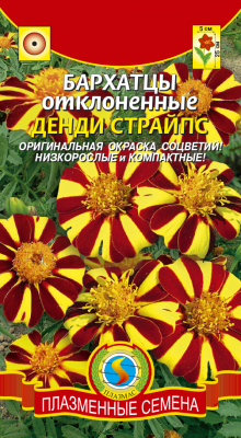 цБархатцы Денди страйпс