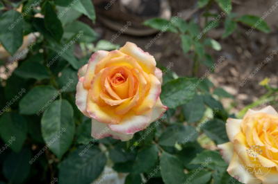 Роза Амбианс (ч.-гибрид, желт.красн)