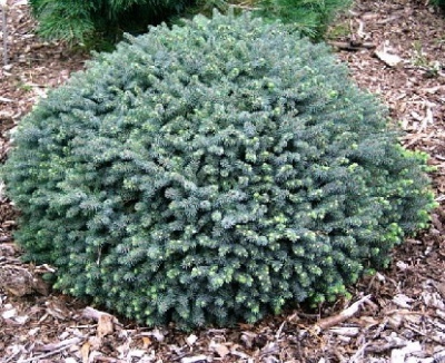 Ель черная Нана