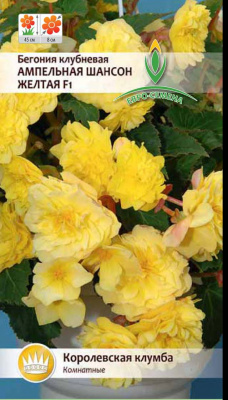 цБегония Шансон Жёлтая амп. 10шт