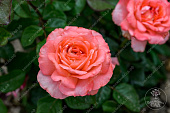 Роза Мадам Розетт (ч-гибрид. розов.)