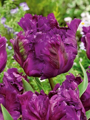 Тюльпан Негрита Пэррот (7 шт)