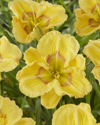 Лилейник Этчед айз (1)