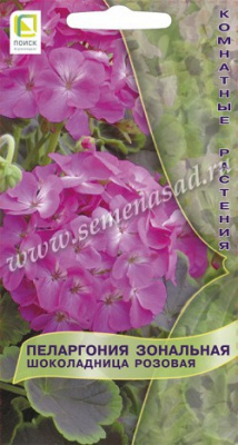 цПеларгония Шоколадница Розовая 5шт