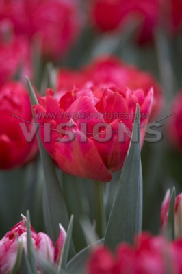 Тюльпан Оерал (5 шт.)