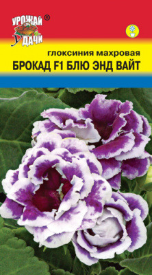 цГлоксиния Брокад Блю энд Вайт махр 3шт