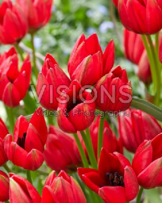 Тюльпан Франциска (7 шт)