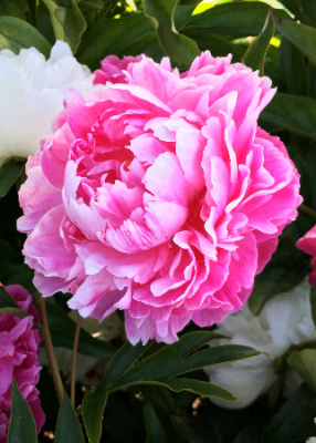 Пион В.Ф.Тёрнет (1 шт)