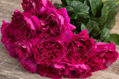 Роза Дарси (шраб анг. бордовый)